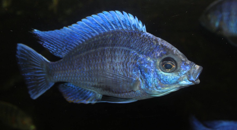 Copadichromis cyaneus 'Zimbawe Rock'